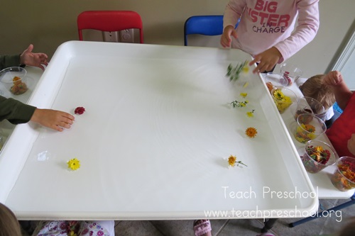 Fall flower science by Teach Preschool 
