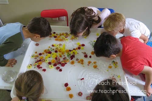 Fall flower science by Teach Preschool 